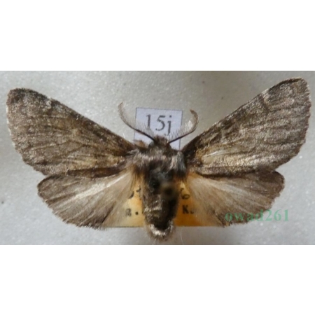 Gluphisia crenata (Esper, 1785) male Garbatka karbica Slovakia15j